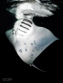   Manta night  